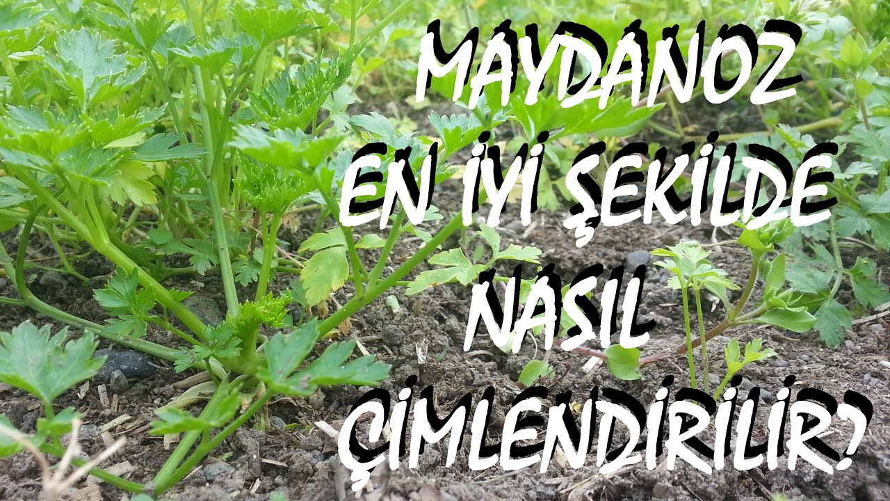 Maydanoz nasıl ekilir?