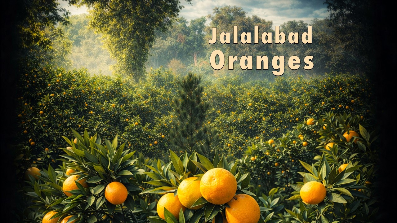 Jalalabad Oranges Organic Taste from Bati Kot