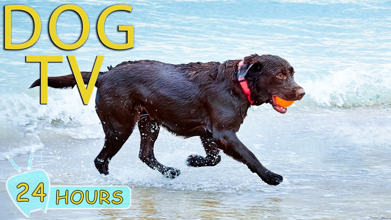 DOG TV: Best Anti-Anxiety Videos for Dogs to Watch All Day - Ultimate Soothing Music for Dogs