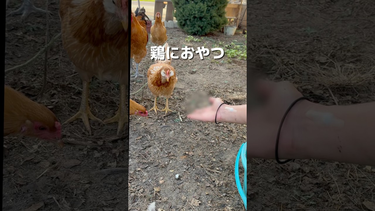 鶏に自家製のウジムシをあげてみた
