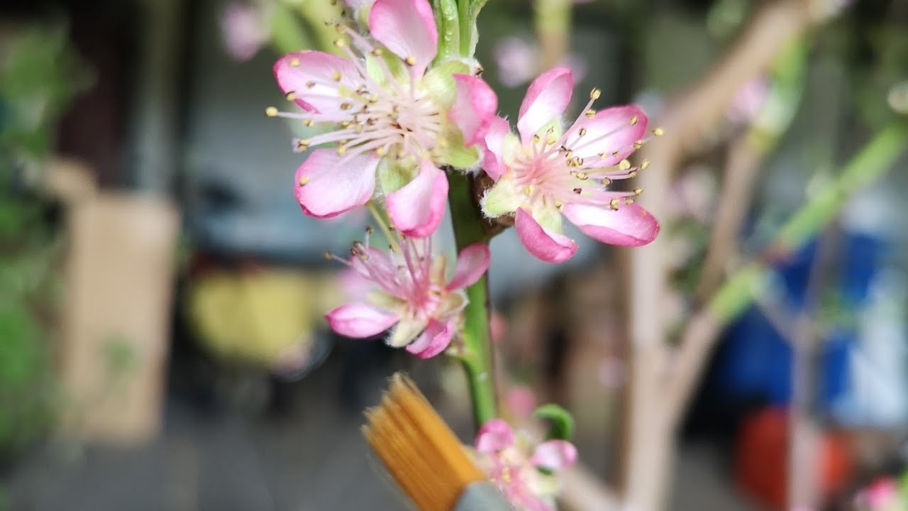 How to hand pollinate fruit trees