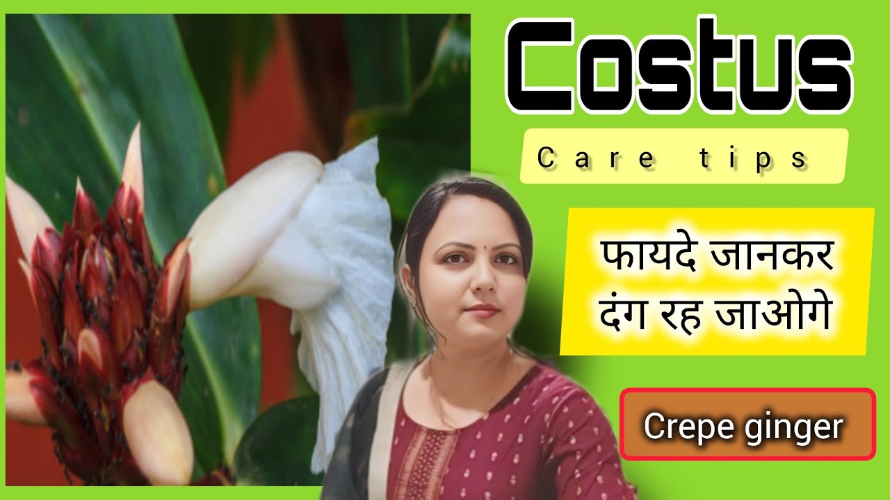 🔴 CREPE GINGER PLANT CARE TIPS II ALL ABOUT COSTUS PLANT WITH ALL BENEFITS II 