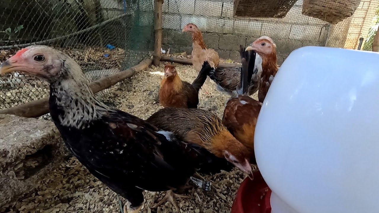 VLOG 449: HEALTHY TIPS PARA SA MGA ALAGANG MANOK AT SISW PANABONG