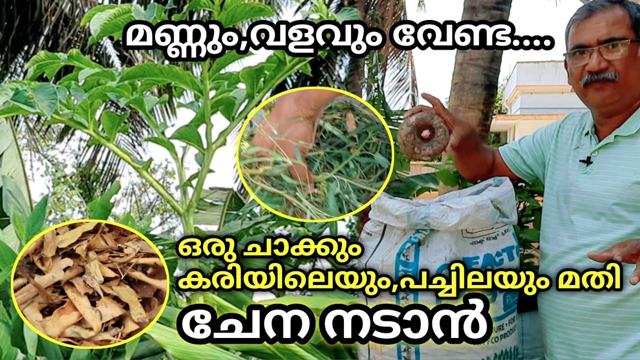 ചേന നടാൻ ഒരു തരി മണ്ണു വേണ്ട, കരിയില്ലയും പച്ചിലയും മതി....!!! | Chakkile Chena Krishi | Yam Organic