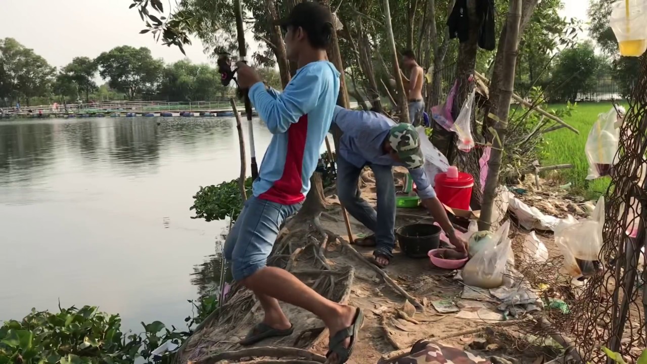 Câu Cá Tra Hồ 13 mẫu 7 giật phê kéo cũng phê
