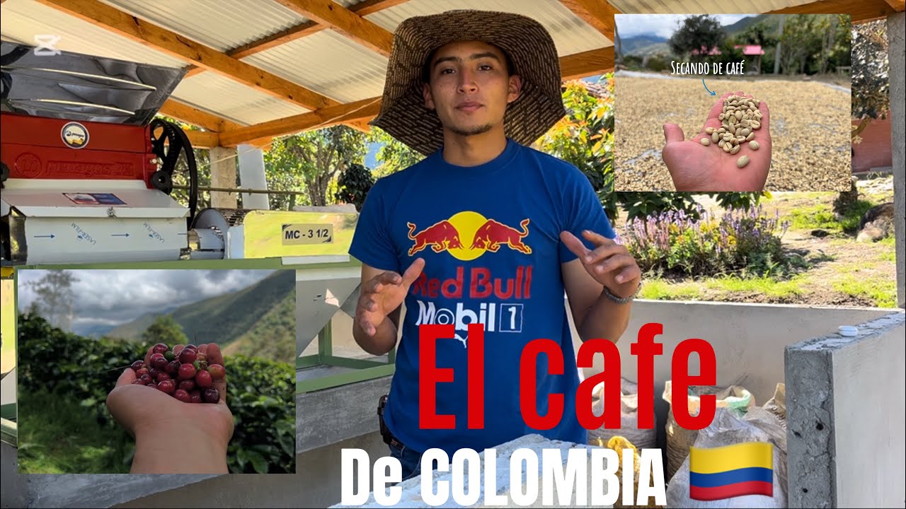 😱Café Colombiano 🇨🇴 🌱proceso de lavado 🧼 #youtubeshorts #cafe #estadosunidos #colombia 