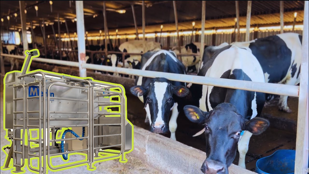 Tour of a Scottish Robot Dairy Farm