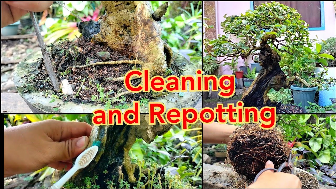 REPOTTING AND CLEANING TUGAS BONSAI