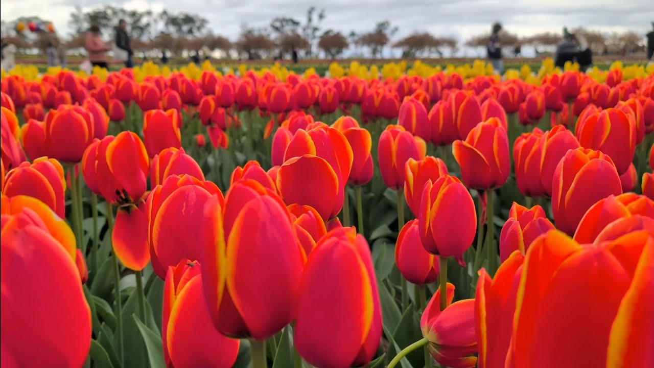 Tesselaar Tulip Farm Festival Walking Tour | Tesselaar | Melbourne | Victoria | Australia | 4K Video