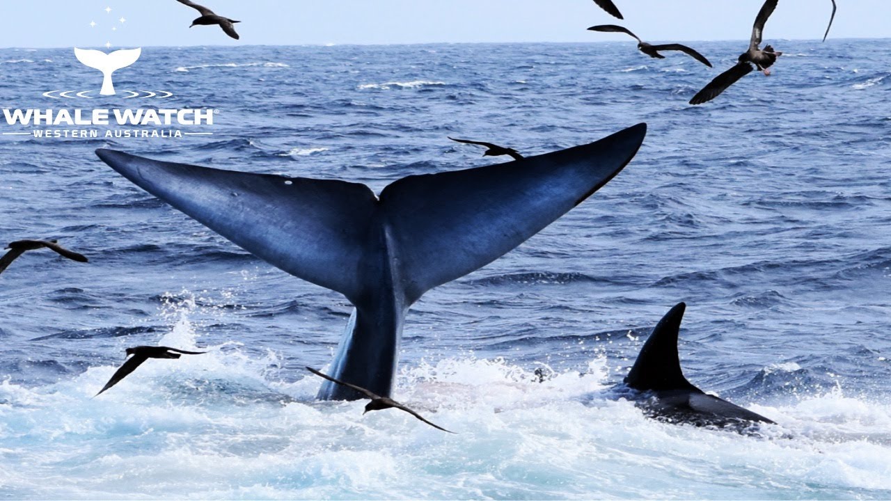 Bremer Orca Blue Whale Hunt