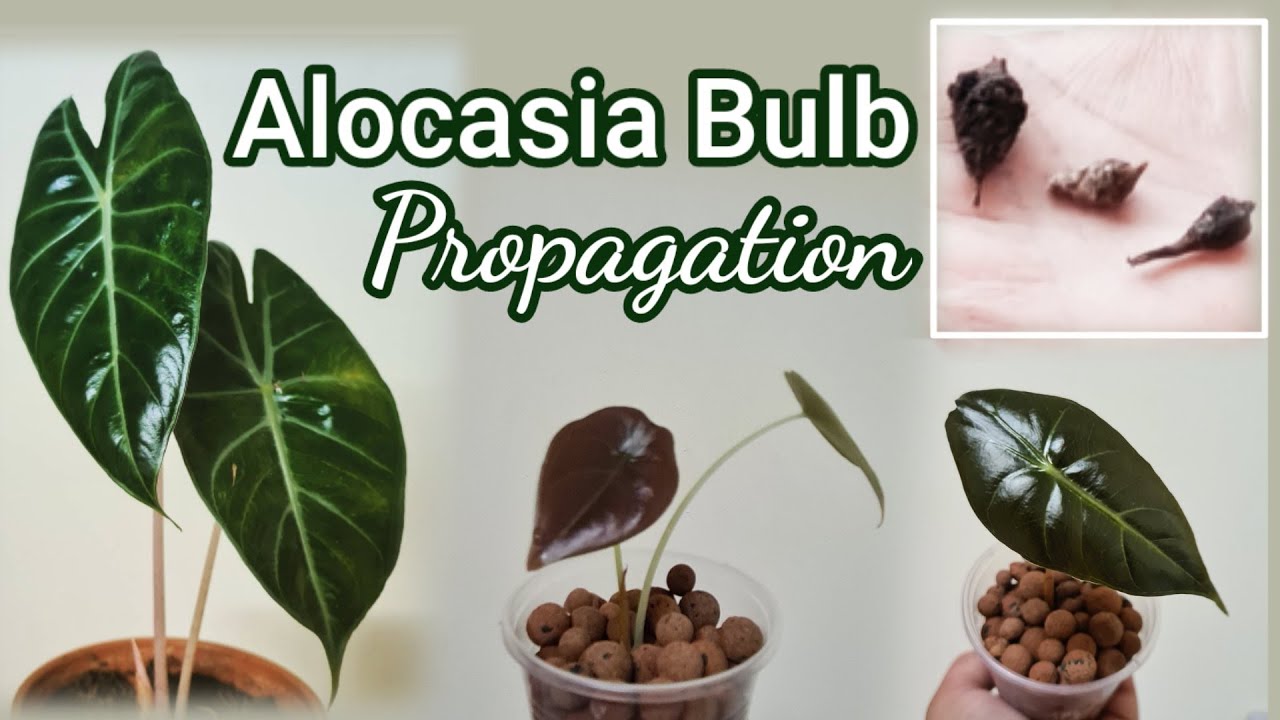 How to Propagate Alocasia From Bulbs