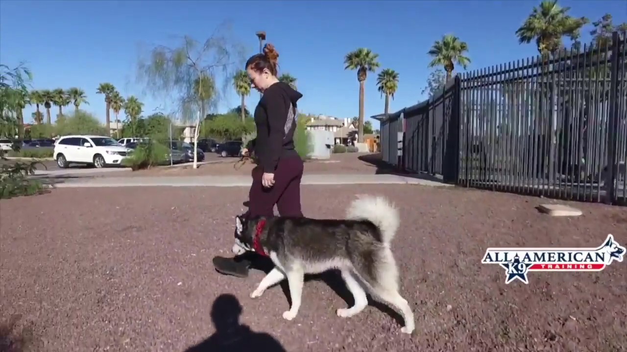 Arizona's Best Dog Trainer