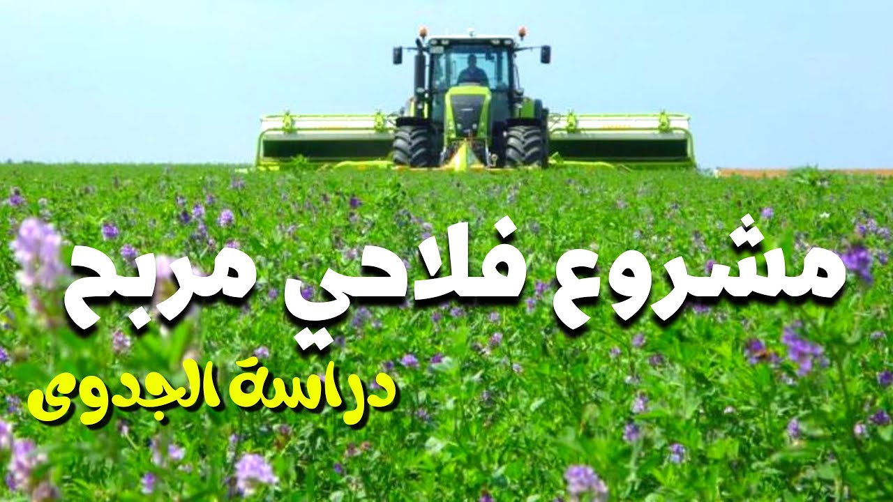 دراسة جدوى مشروع زراعة الفصة الصحراوية ، أرباح شهرية مهمة جدا