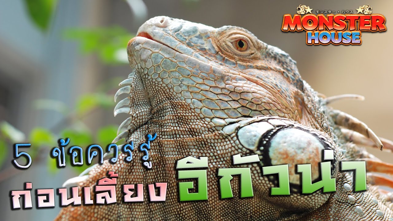 อีกัวน่า 5 ข้อควรรู้ก่อนเลี้ยงอีกัวน่า