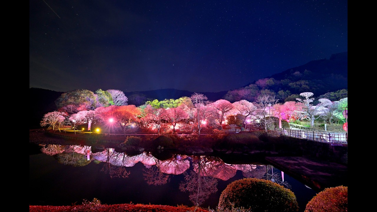 光の梅回廊（南楽園）4K