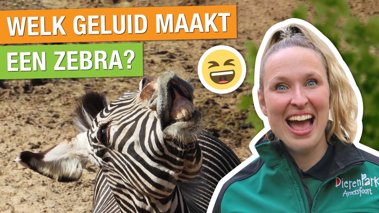 IK BEN ZEBRAVERZORGER VOOR ÉÉN DAG! 🦓 | Carlijns Dierenvraag #51