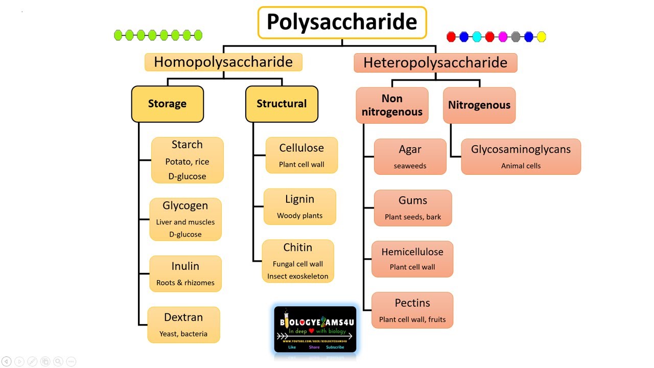 What are Polysaccharides? Polysaccharides Classification, Structure and Function
