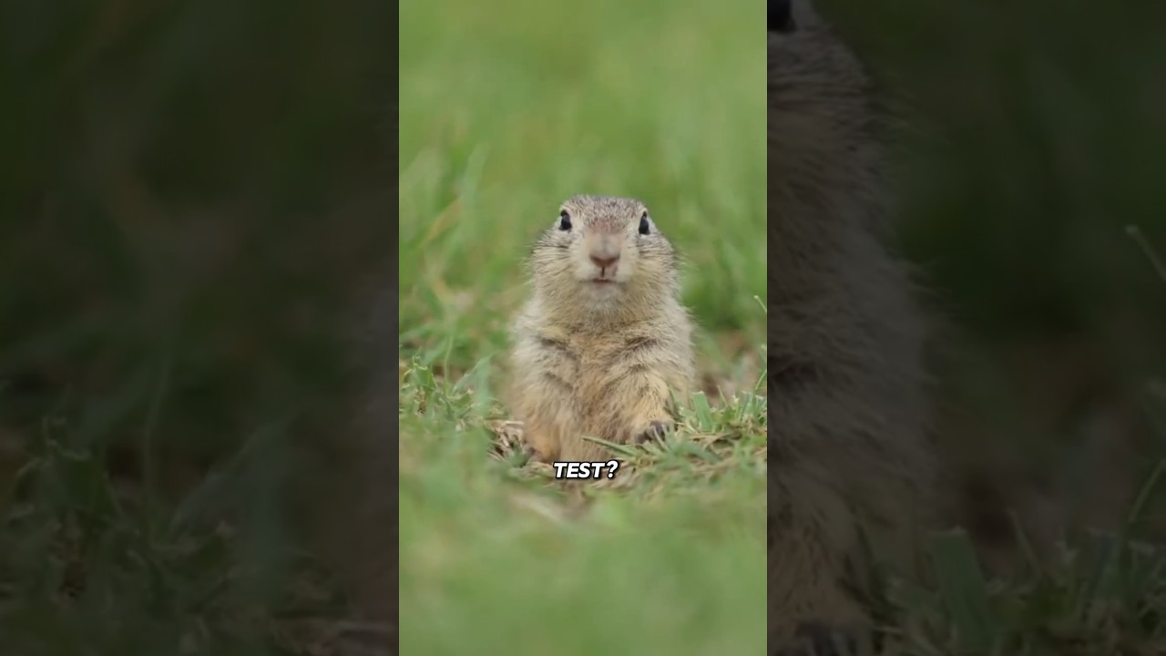 Ground Squirrel, Prairie Alarm System 