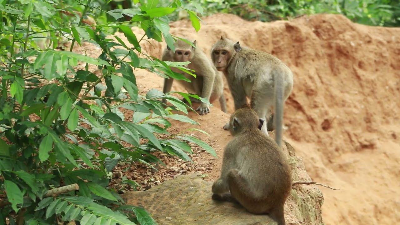 Monkey Yamasaki and Meet Dakota on  The Park Area / MA-D.328