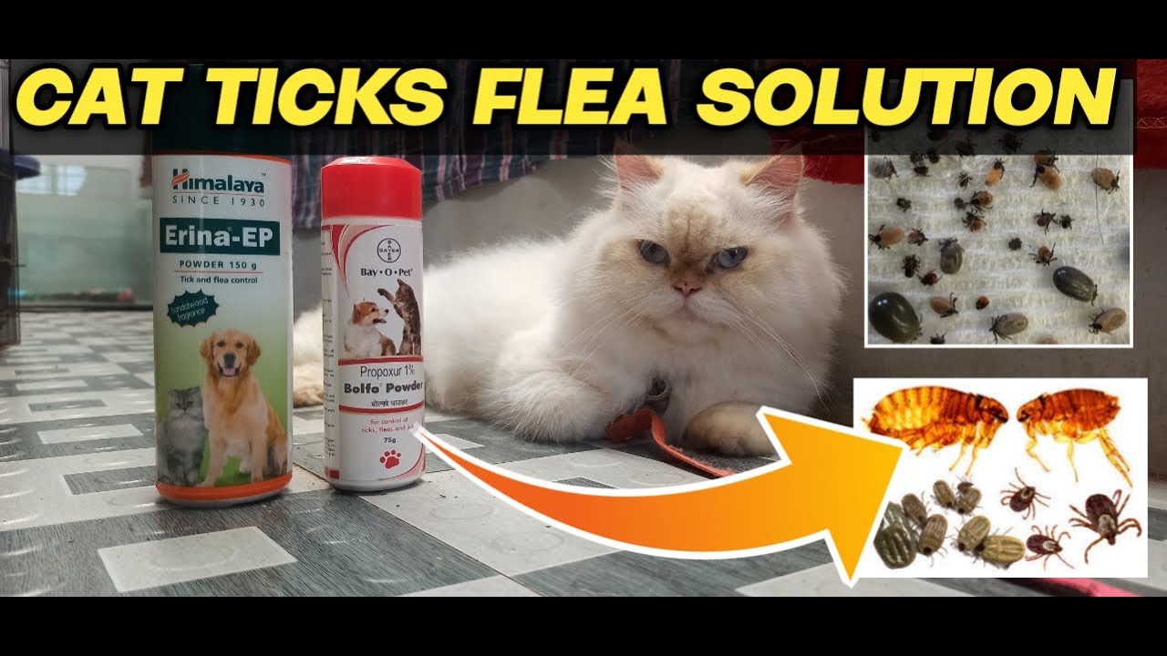 how to remove ticks from cat | how to remove ticks from persian cat | ig pets