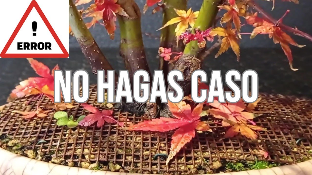 💥BONSAI Y MALA INFORMACIÓN💥