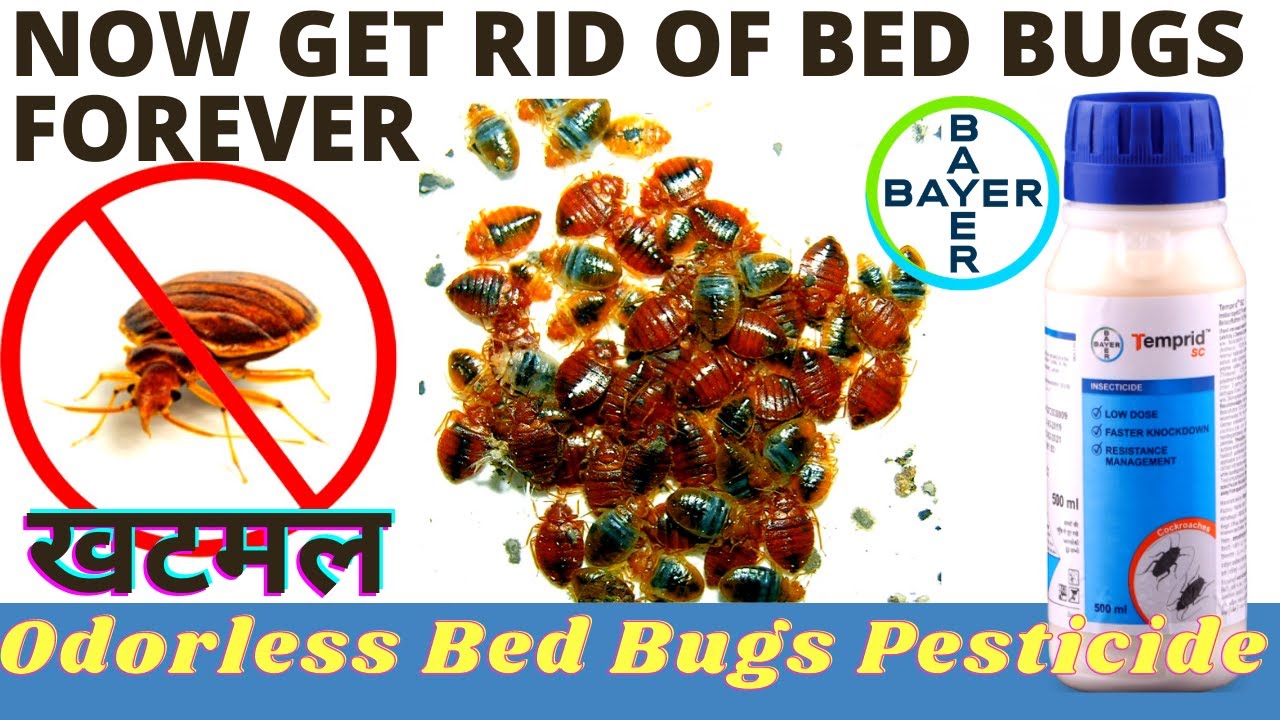Bed bugs Treatment | खटमल ख़तम करने का सही तरीका | Khatmal control treatment | bed bugs control