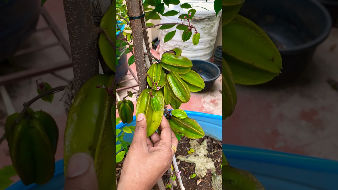 Star fruit harvesting #starfruit #starfruits #fruit #shrots #trending #garden #terracegarden #plants