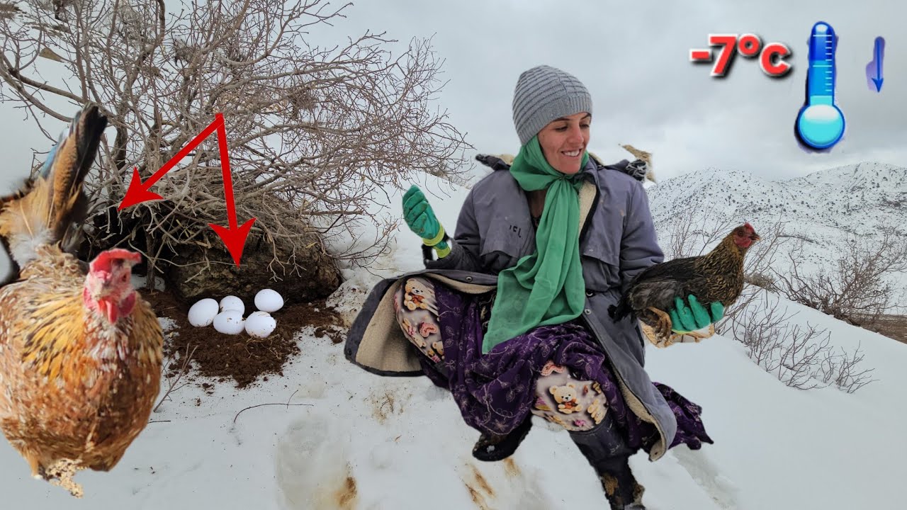 История чудесного выживания курицы и её яиц в метель и смертельный холод🥶😲