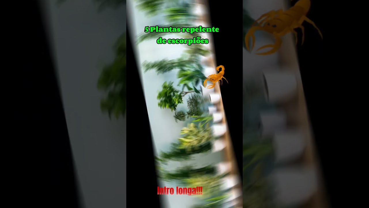 5 plantas repelentes de escorpi&otilde;es. #alerta #util #important #pragas