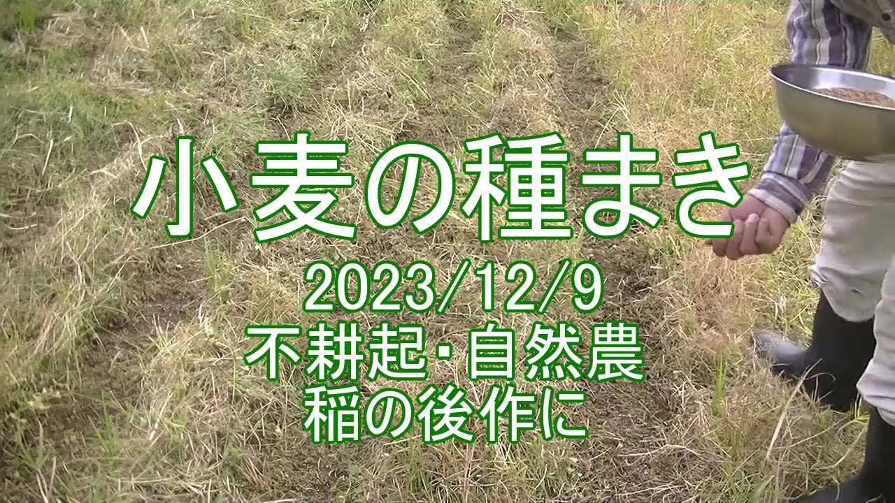 小麦の種蒔き2023・不耕起自然農