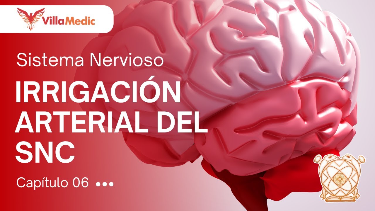 CC.BB. ANATO | Sistema nervioso: Irrigaci&oacute;n arterial del SNC - VillaMedic