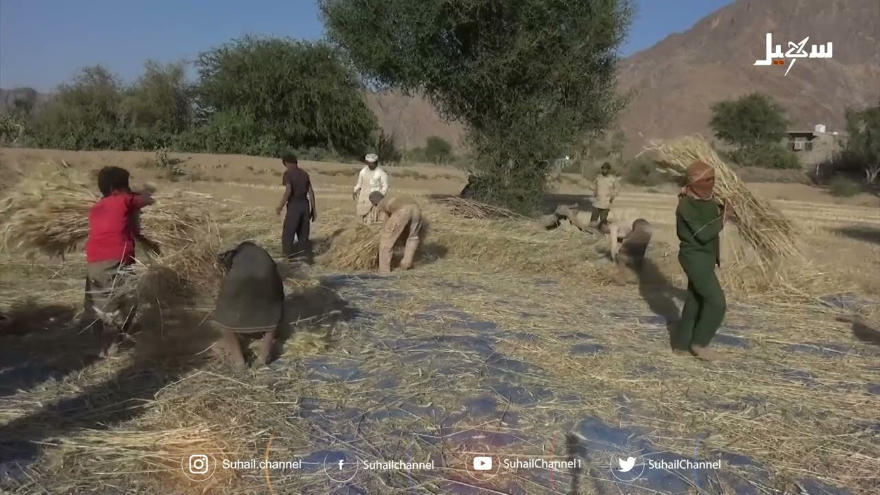 بيحان شبوة .. موطن المحاصيل المهدورة