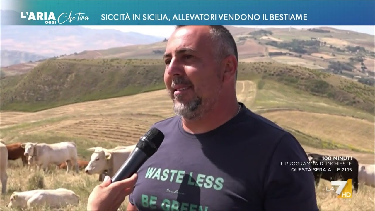 Siccità in Sicilia, allevatori vendono il bestiame