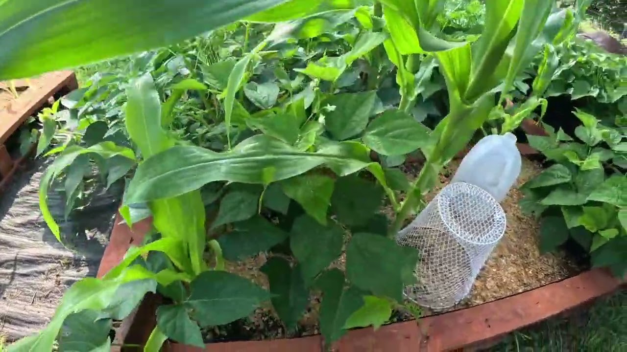 June's Garden Tour