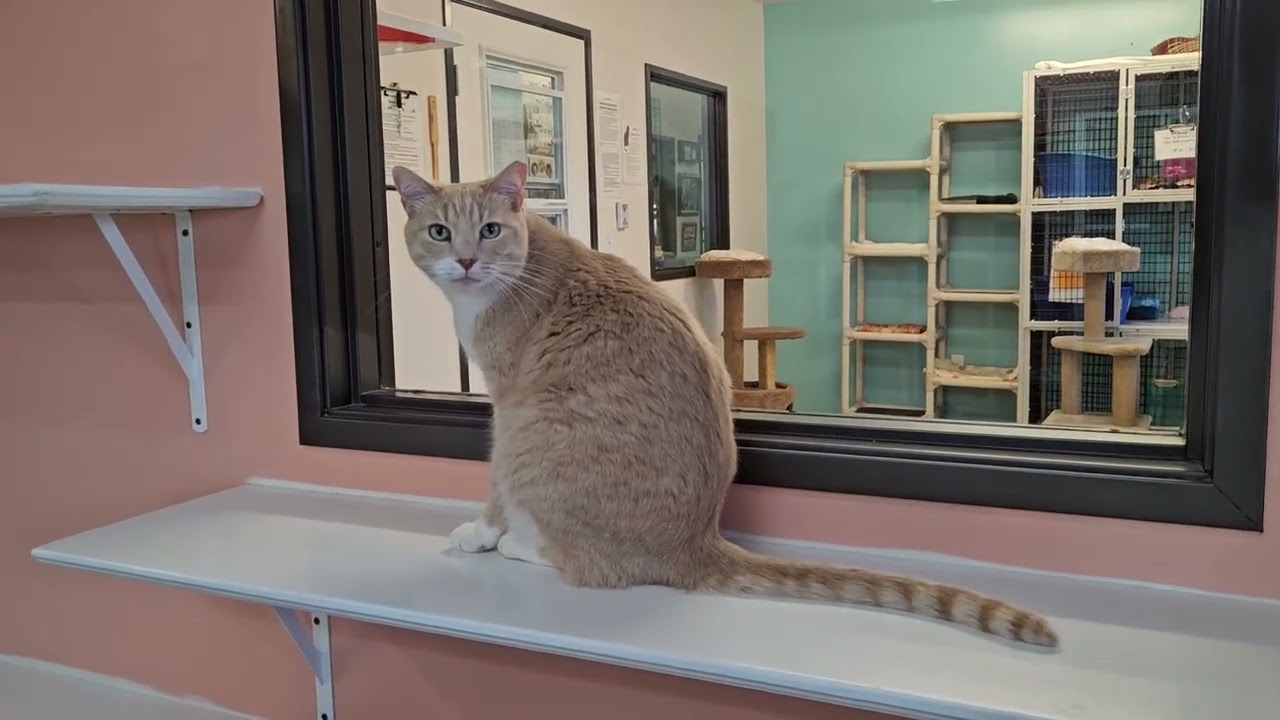 Shelter Cat Beamer Begs For Aid then Flees the Scene! [REAL]