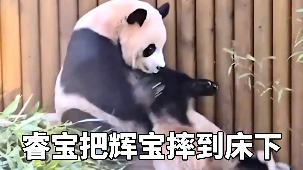 睿宝找辉宝贴贴，结果不小心给辉宝整摔了，一把将辉宝摔到床下！ #睿宝辉宝 #爱宝双胞胎