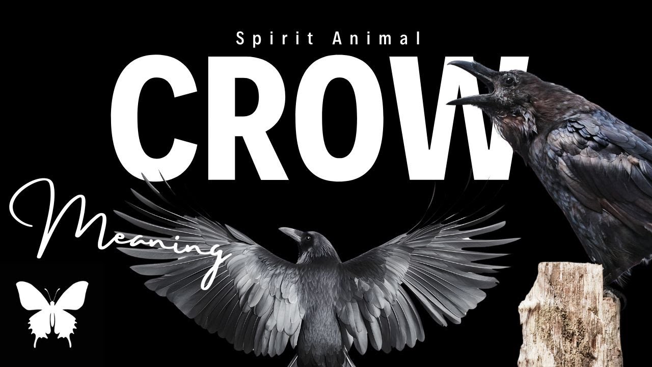 Crow Spirit Animal | Crow Spirit Guide | Crow Symbolism | Crow Totem