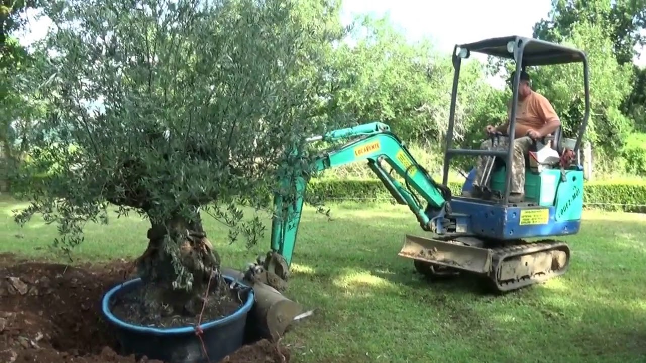 planter un olivier
