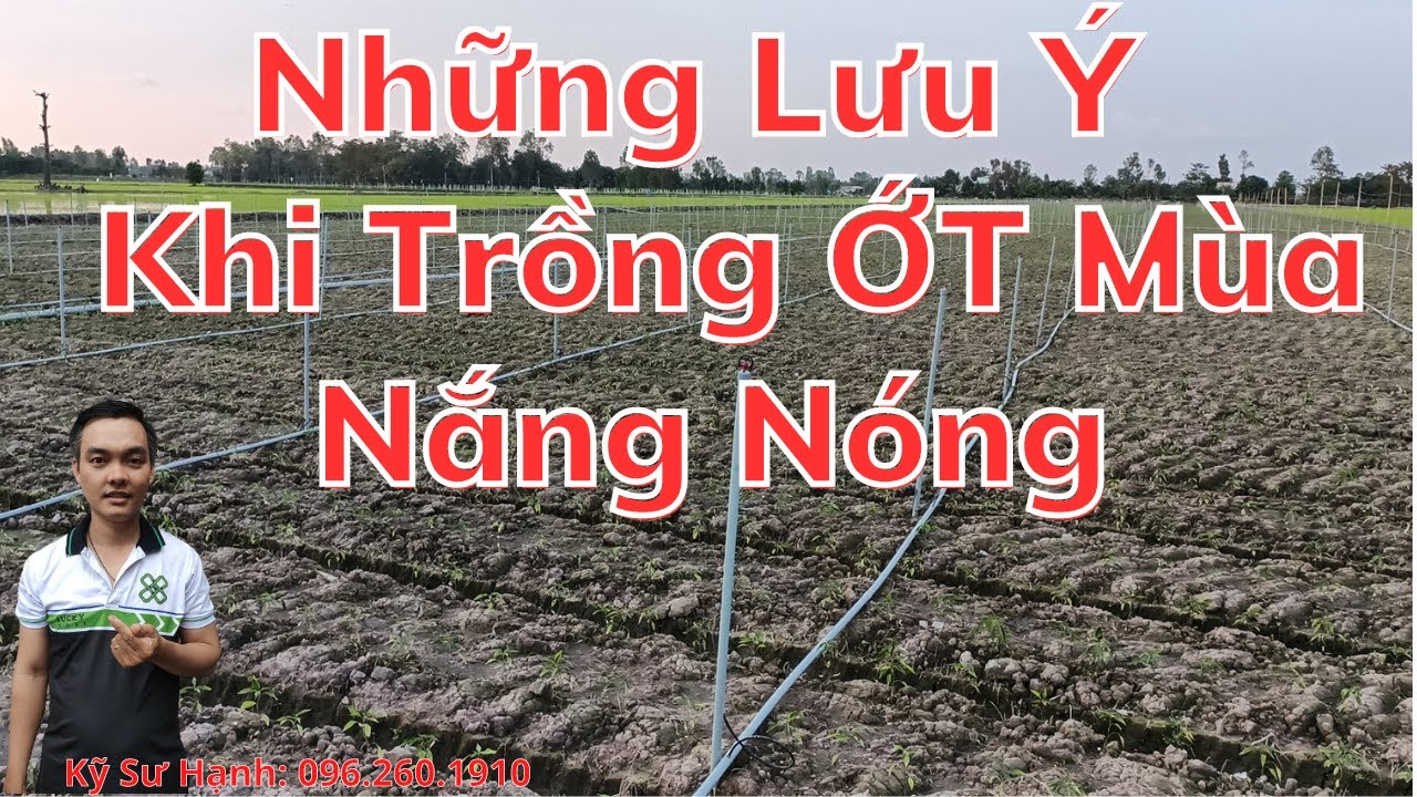 Những Lưu Ý Quan Trọng Khi Trồng Ớt Mùa Nắng Nóng - Tháng 2,3,4