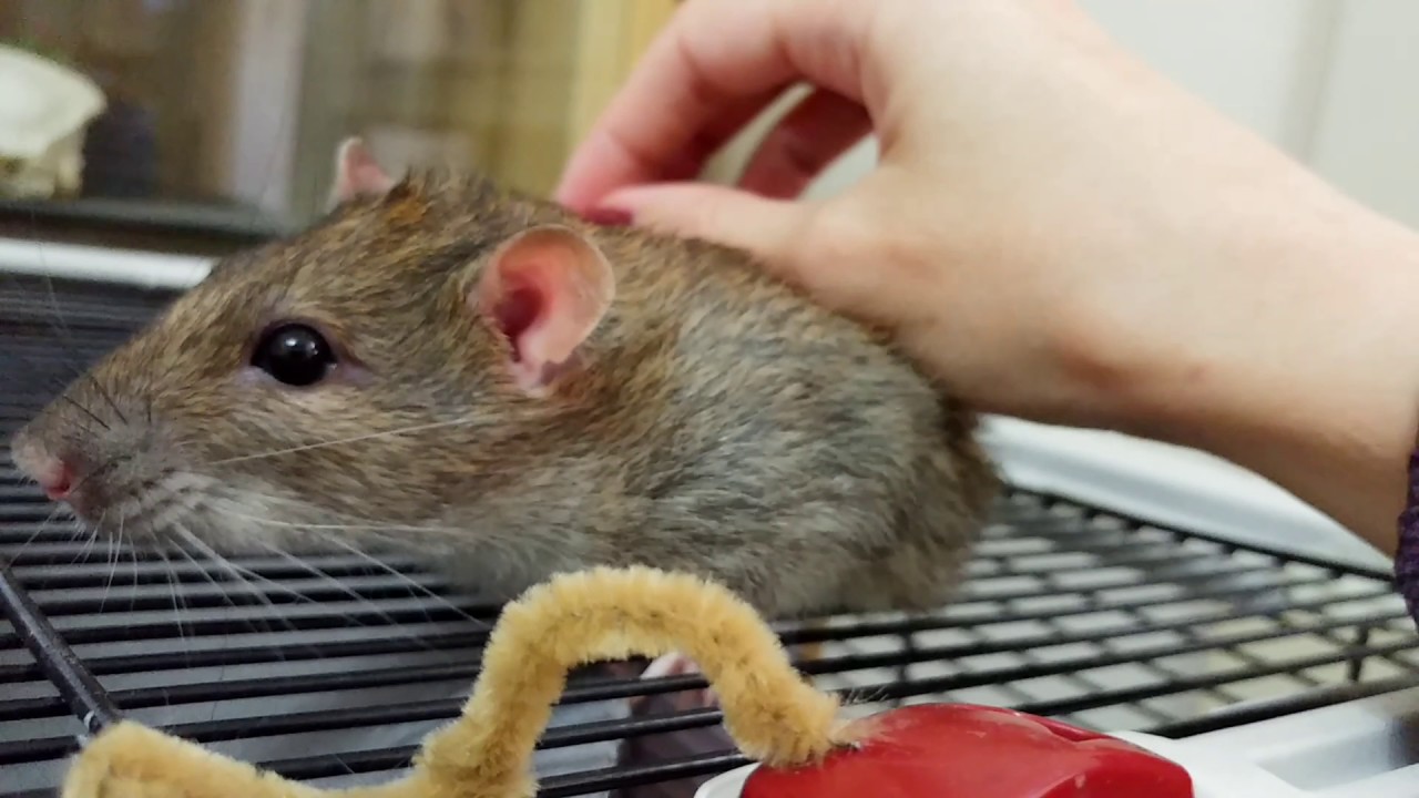 wild Rattus norvegicus