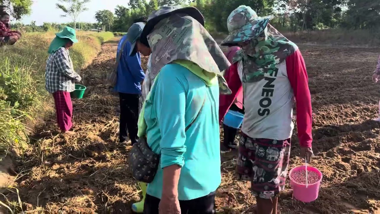 ปลูกถั่วลิสง หลังนาข้าว