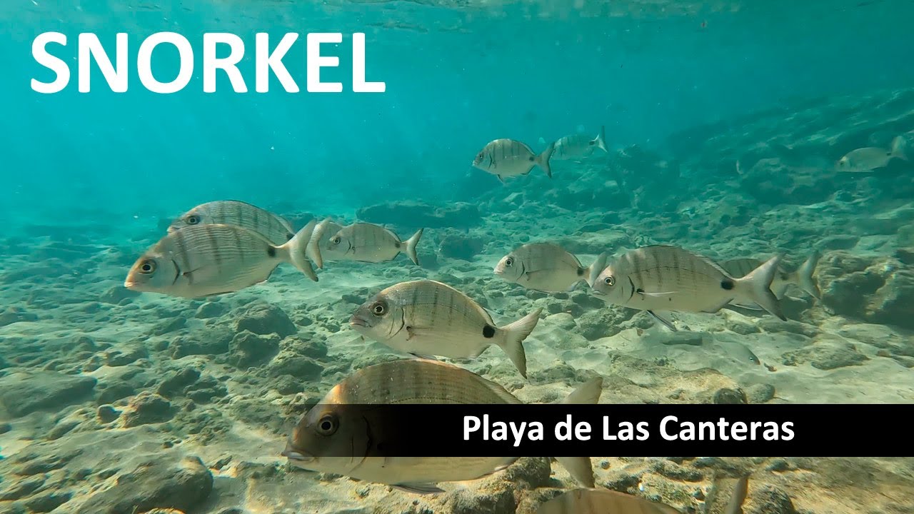 Snorkel - Playa de Las Canteras (Las Palmas de Gran Canaria)