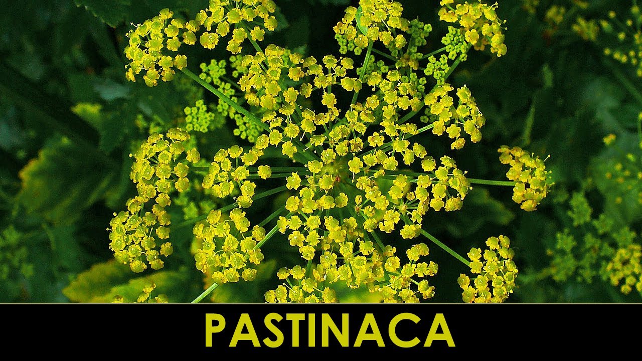 VErba Volant - Pastinaca