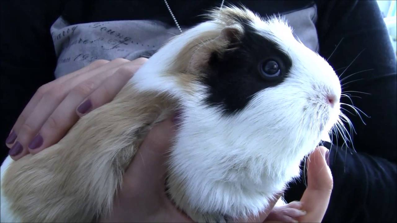 Co normalne, a co nie. Wszystko o świnkach morskich.