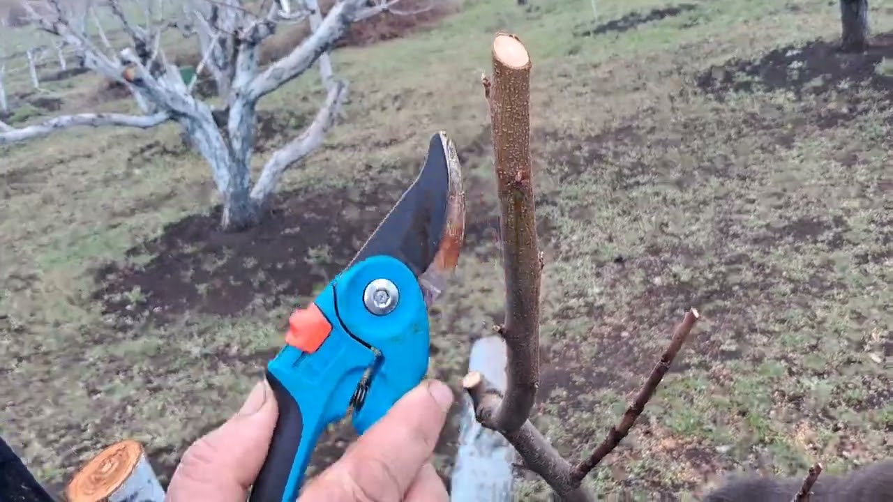 Омолодження старого персика.