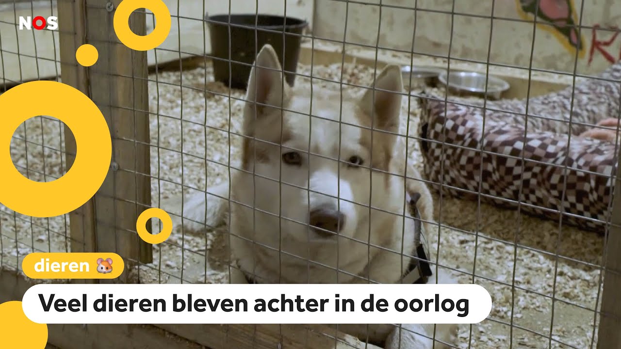Hoe gaat het met de dieren in Oekraïne?