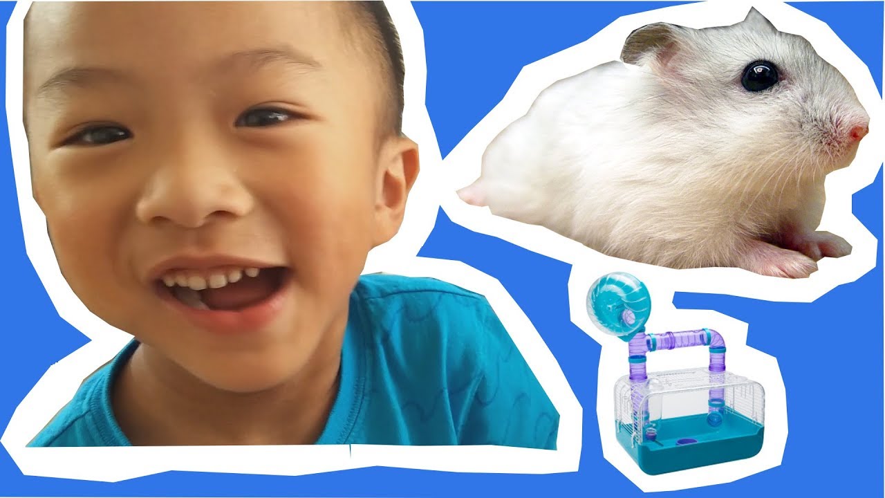 Our First Hamster! - National Geographic Whirly Wheel