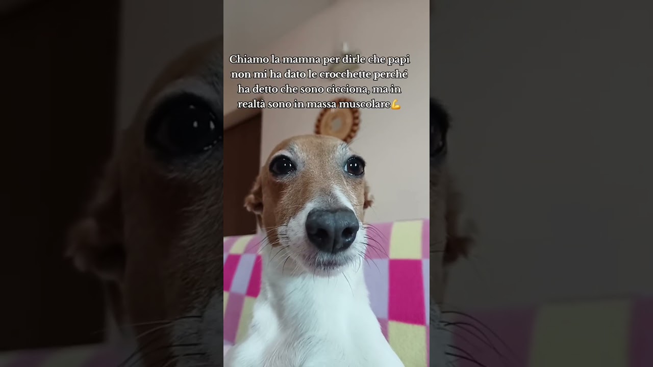 Mamma ho fame 🥺 #merybijouesciarpina #jackrussell #comedy #fame