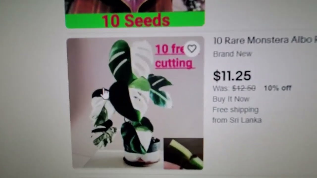 Scamming ebay sellers selling plants that are fake, sending cuttings that's not what was purchased.