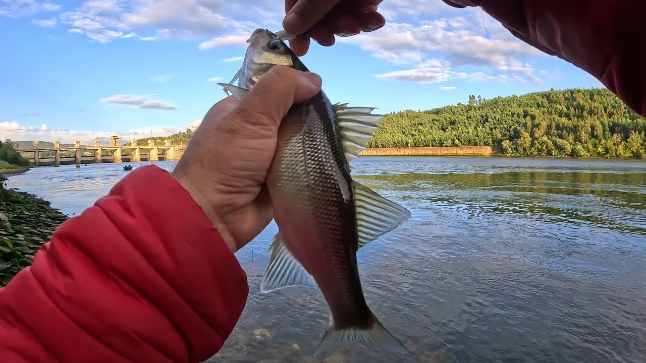 Tantos Robalos juntos oO (Pesca de margem em LRF)
